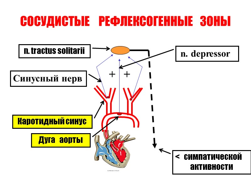 СОСУДИСТЫЕ    РЕФЛЕКСОГЕННЫЕ   ЗОНЫ Дуга   аорты  Каротидный